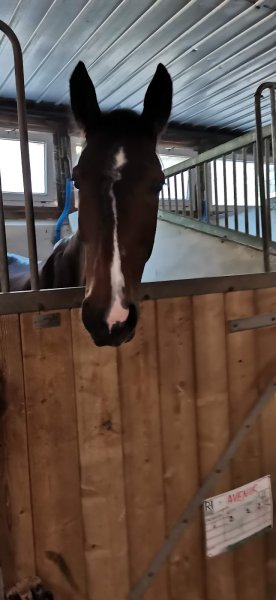 Centre Équestre de Buzenval- Poney club Rueil Malmaison/ Écurie de propriétaires - photo 2