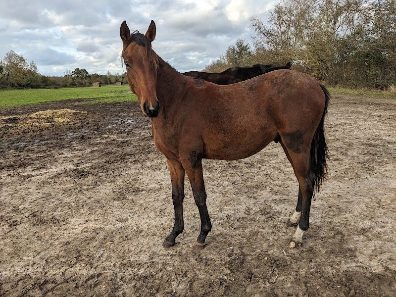 Les écuries d'Opale, élevage de DL - photo 1