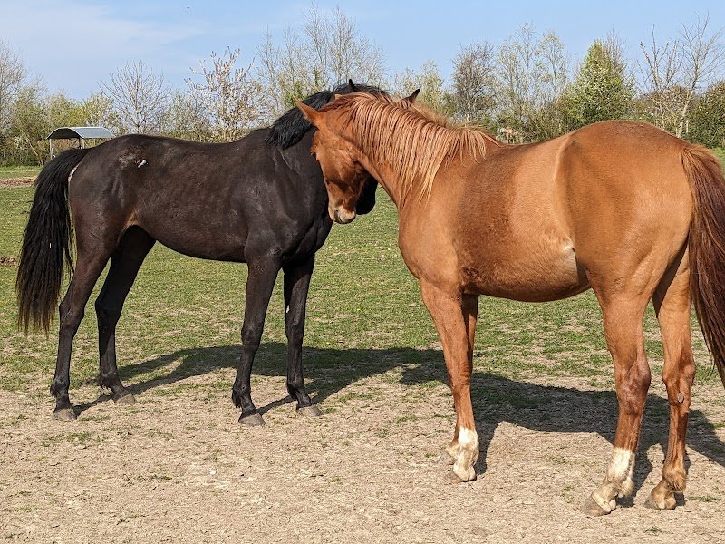 Les écuries d'Opale, élevage de DL - photo 2