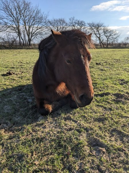 Les écuries d'Opale, élevage de DL - photo 3