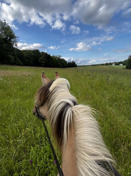 Ecurie Privée Du Bois Joli - photo 1