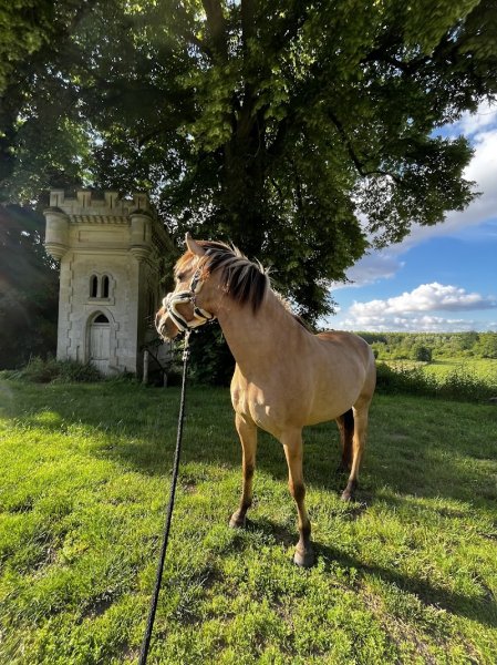 Ecurie Privée Du Bois Joli - photo 3