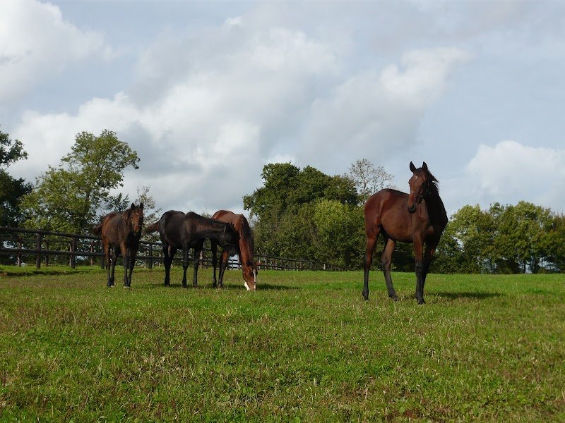 Haras de Pierrepont