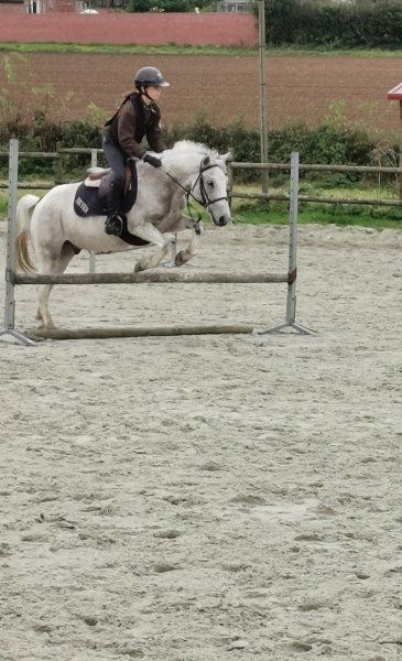 Ecurie Saint Waast Sarl - photo 1