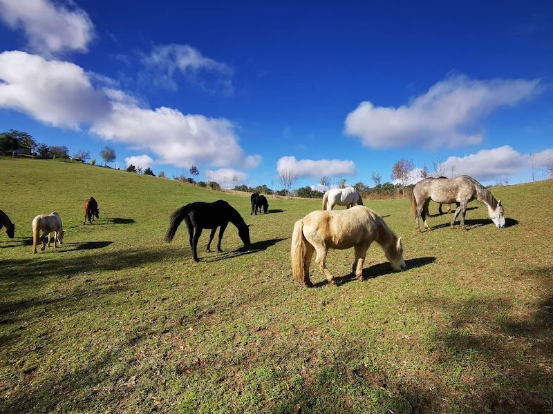 Les chevaux d'en Bel Air - photo 2