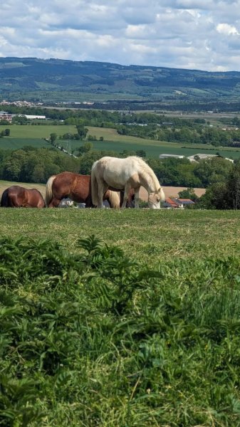 Les chevaux d'en Bel Air - photo 3