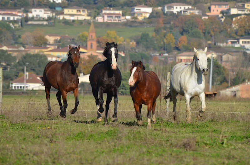 Centre equestre de Shamence