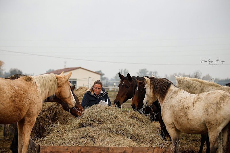 Centre equestre de Shamence - photo 3