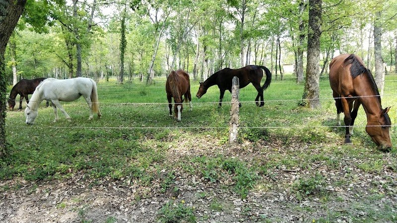 Cap cheval/Ecurie de l'Aurest - photo 3