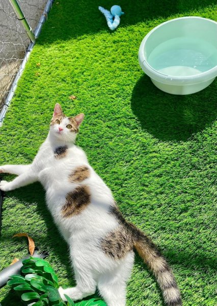 Pension Féline DéliCat'S - photo 1