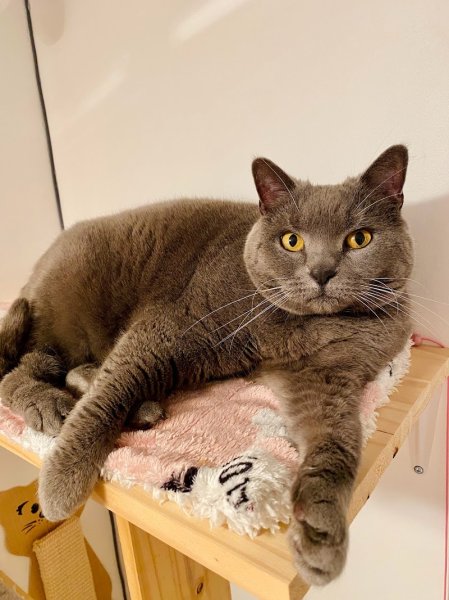 Pension Féline DéliCat'S - photo 2