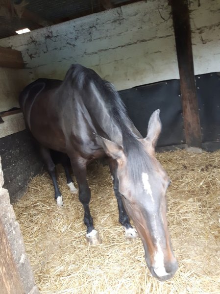 Les écuries Berthels, Chasse - photo 3