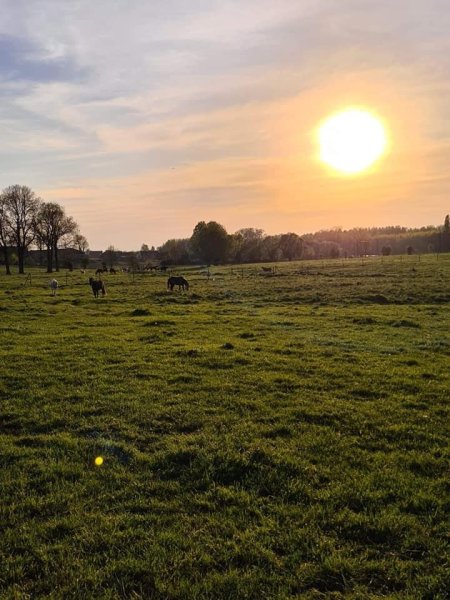 Pension pour chevaux