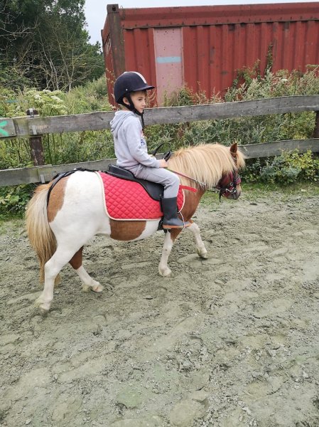 Pension pour chevaux - photo 2