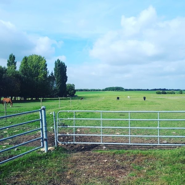 Horse Infinity - photo 3