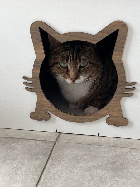 Pension féline nathacats - photo 2