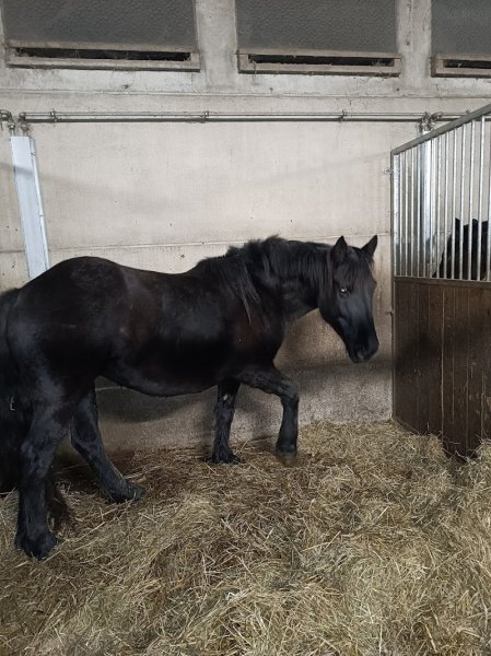 Écurie de la Forêt