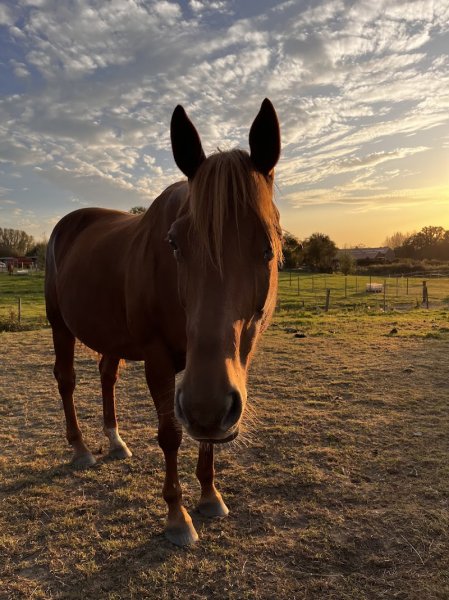 Les Ecuries De La Posterie - photo 2