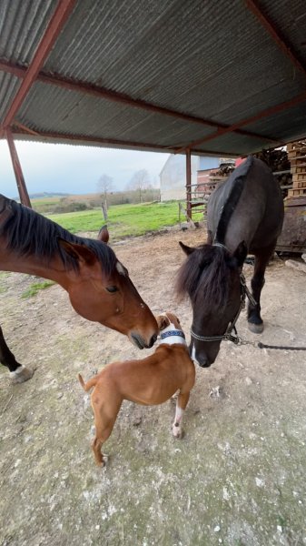 LD Stables - photo 1