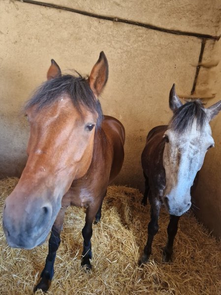 Poney Club UCPA de Montigny le Bretonneux - photo 2