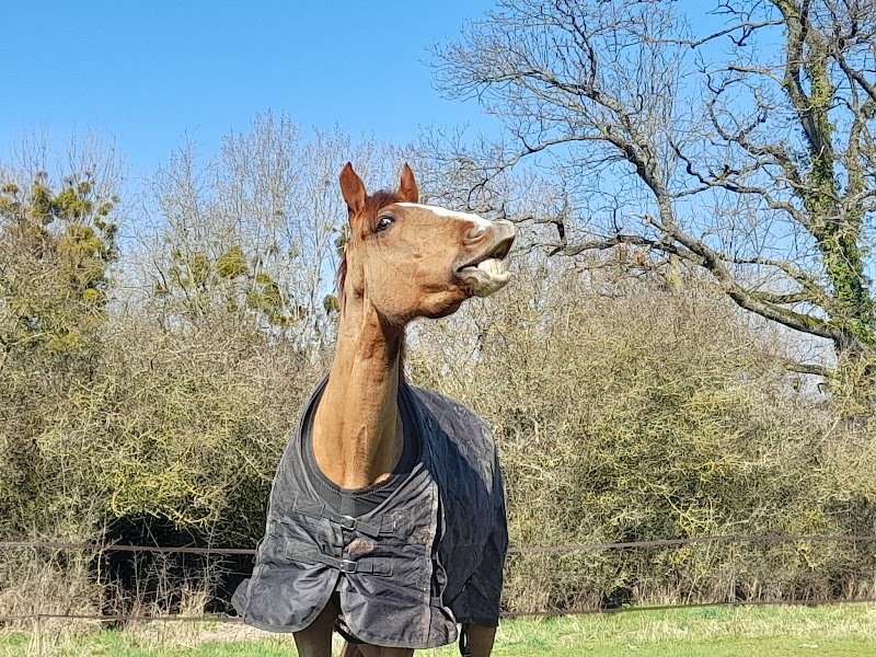 Écuries des Prés Louvet - photo 2