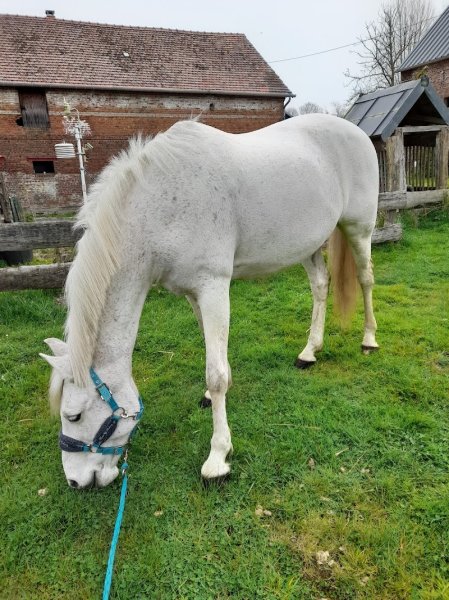 Écuries des Prés Louvet - photo 3