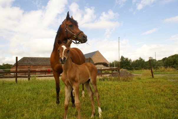 Pension chevaux Lens - La Ferme du Parc - photo 1