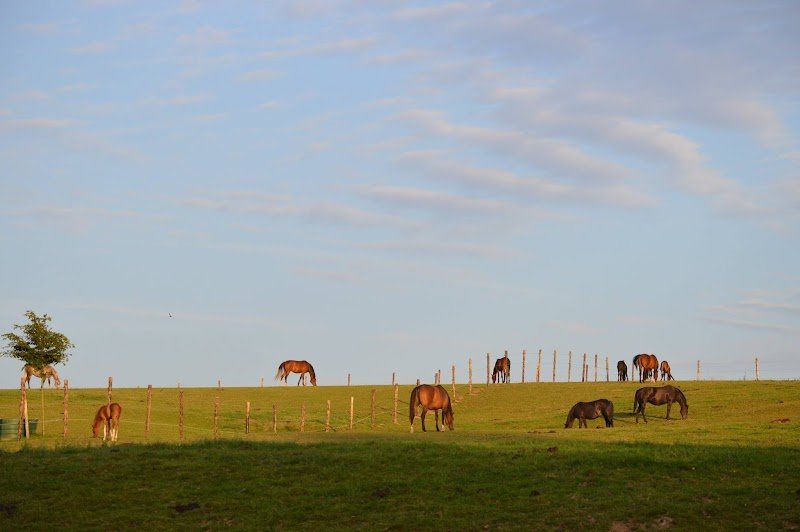 Pension chevaux Lens - La Ferme du Parc - photo 3