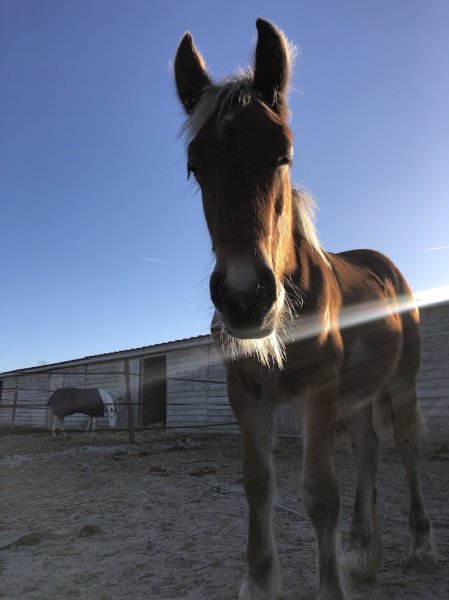 DOMAINE EQUESTRE DE ST MESMES - photo 1