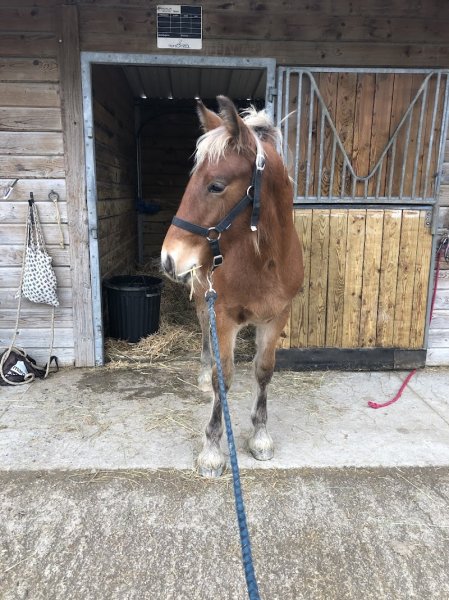 DOMAINE EQUESTRE DE ST MESMES - photo 2