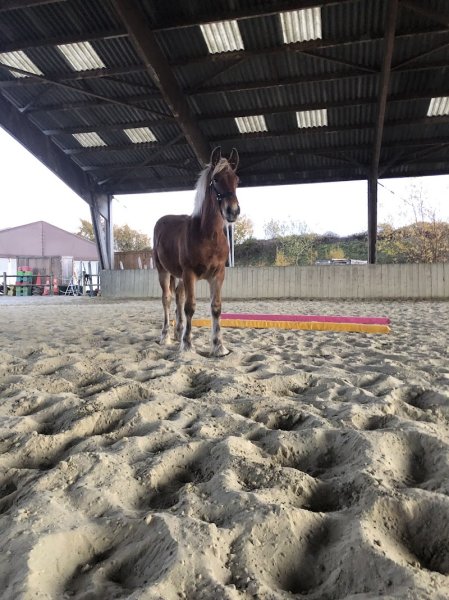 DOMAINE EQUESTRE DE ST MESMES - photo 3