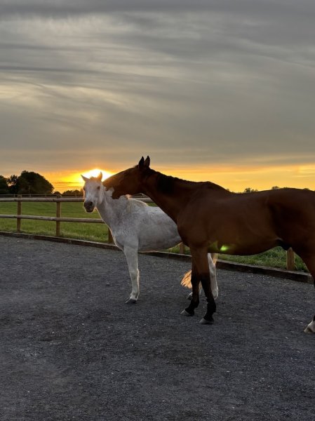 Les écuries de la carnoy - photo 2