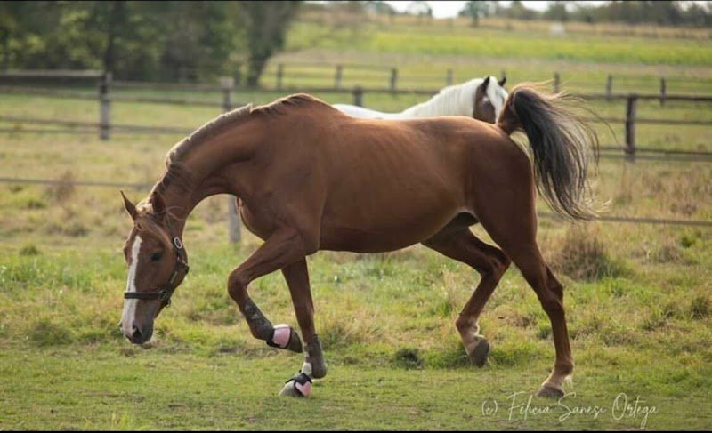 Haras des Bois de Brie - photo 2
