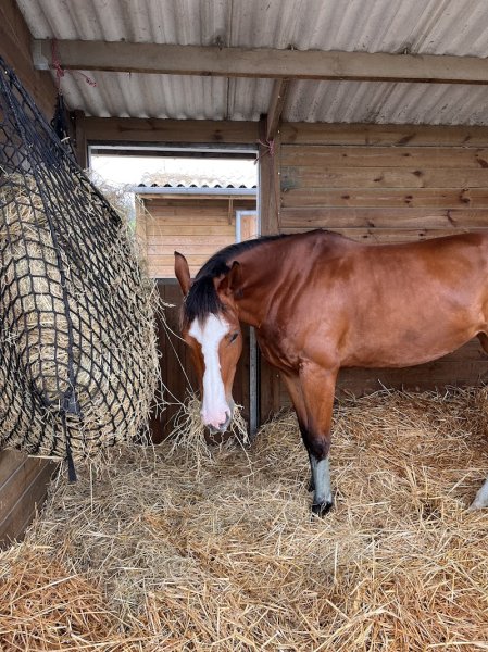 Ecurie des Huards - photo 2