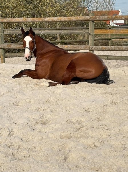 Ecurie des Huards - photo 3