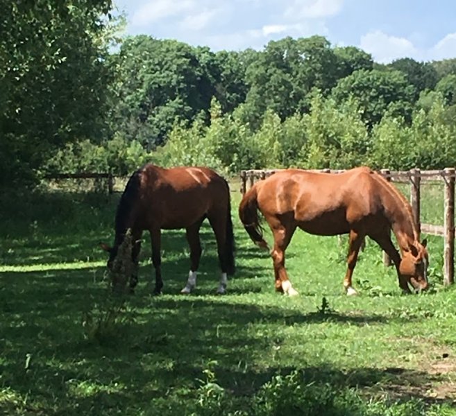 Écuries EQUI’LIBRE - photo 2