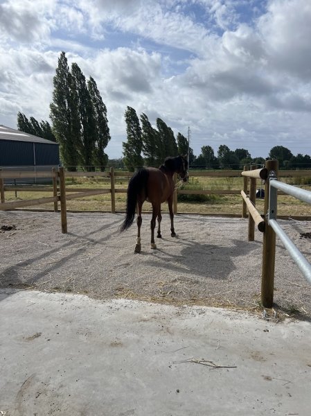 Haras Des Bles D'or - photo 1