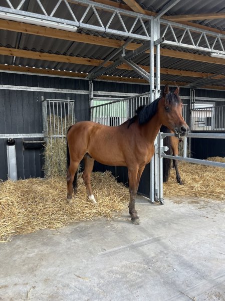 Haras Des Bles D'or - photo 2