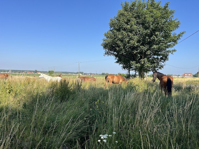 Écuries du Destin Lefebure