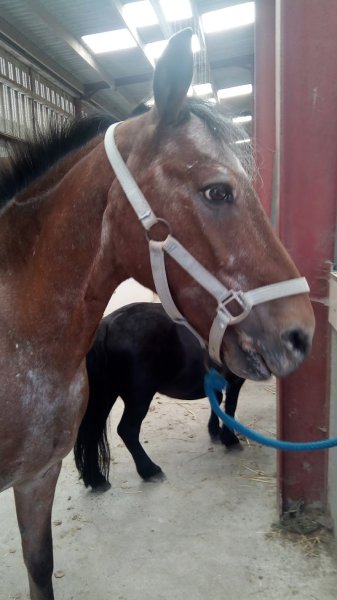 Ecurie de la Colme - photo 1