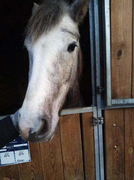 Les Écuries du Prédembourg - photo 3
