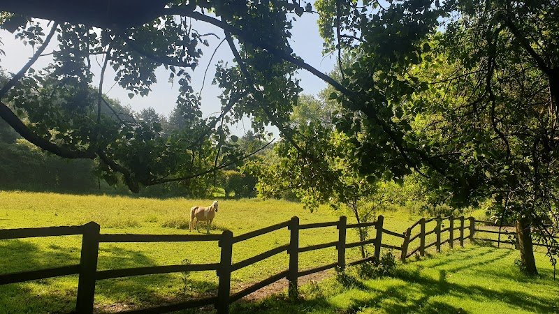 Poney Club Villeneuve d'Ascq - photo 2