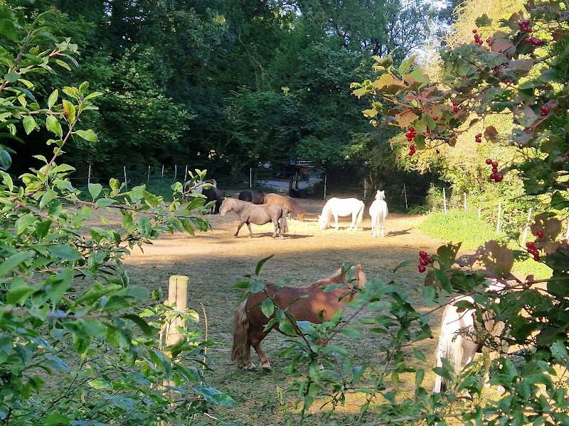 Poney Club Villeneuve d'Ascq - photo 3