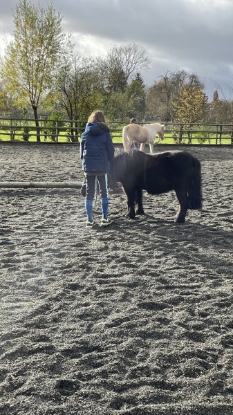 Ludo Poney - photo 3