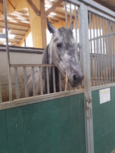 HARAS DU MÉLANTOIS | Centre Equestre / poney club Lille