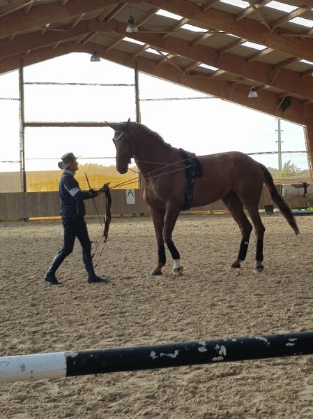 HARAS DU MÉLANTOIS | Centre Equestre / poney club Lille - photo 2