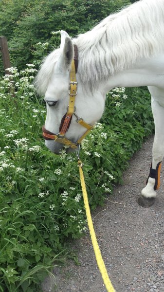 HARAS DU MÉLANTOIS | Centre Equestre / poney club Lille - photo 3