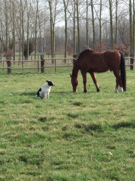Ecuries Stéphanie Charlet - photo 2