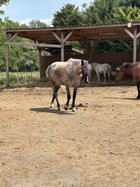 Centre équestre du marais - photo 3