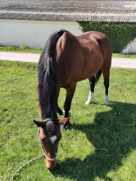 Club Hippique du Valenciennois - photo 2